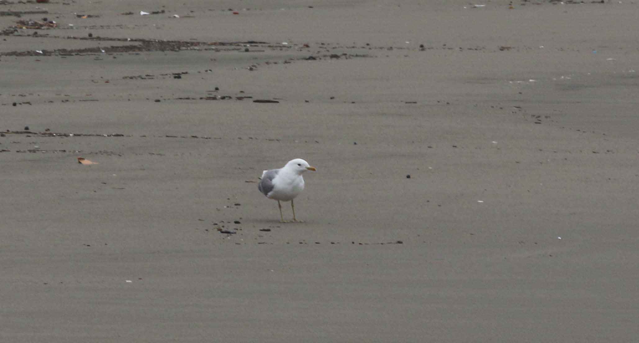 Mew Gull